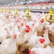 Frigoríficos e carne do Brasil: panorama do setor nos primeiros 150 dias de 2025.