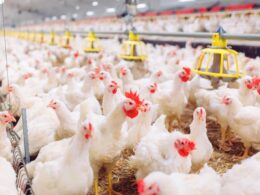 Frigoríficos e carne do Brasil: panorama do setor nos primeiros 150 dias de 2025.