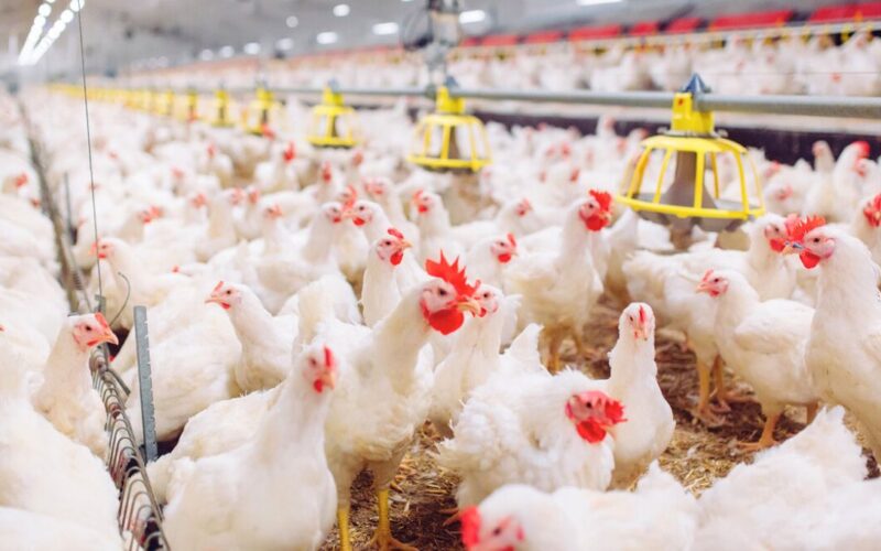 Frigoríficos e carne do Brasil: panorama do setor nos primeiros 150 dias de 2025.