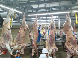 Frigorífico de Rio Verde ganha aval para abater gado no programa Precoce MS.