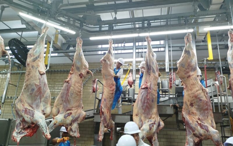 Frigorífico de Rio Verde ganha aval para abater gado no programa Precoce MS.