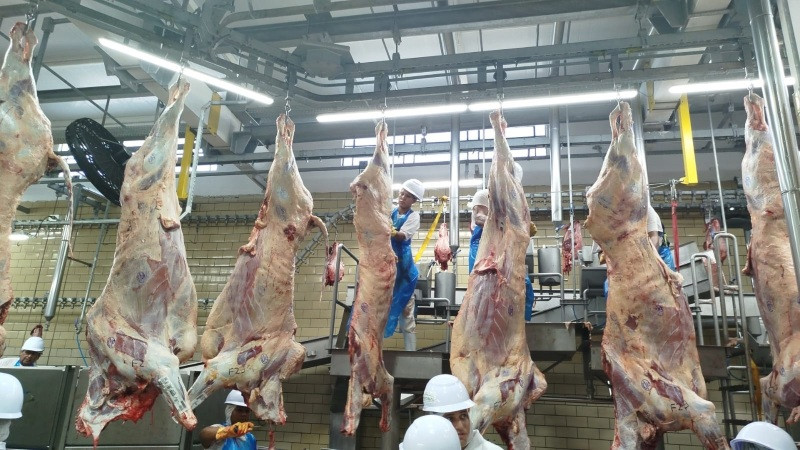 Frigorífico MS Boi é aprovado em programa estadual de carne precoce após auditoria.