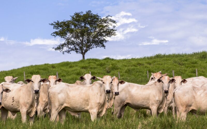 Setembro de ouro na carne bovina: recordes em receita e volume — efeitos nos preços e novos mercados, segundo Abrafrigo Setembro de ouro na carne bovina: recordes em receita e volume — efeitos nos preços e novos mercados, segundo Abrafrigo