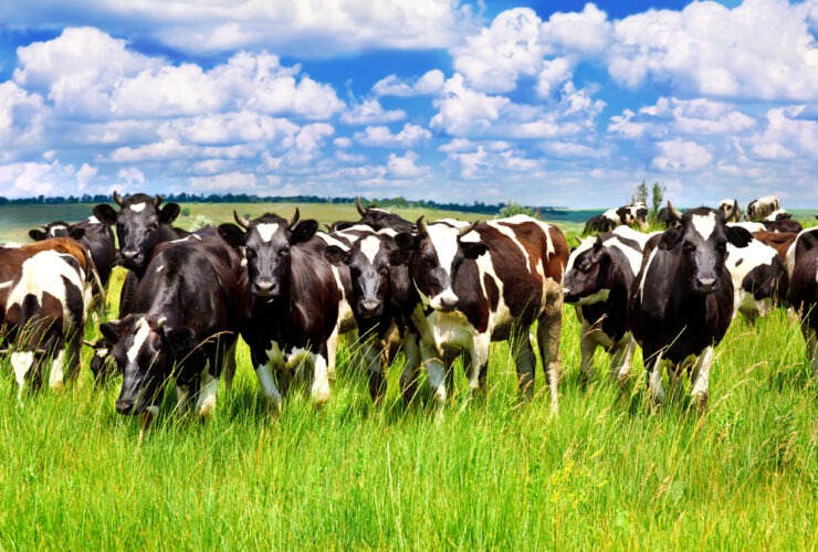 A Exportação Total de Carne Bovina é a Segunda Maior da História, mas os Preços Médios Continuam em Queda