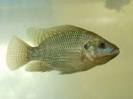 Bioflocos que poupam água e baixam custos com produção sustentável