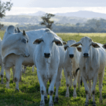 Abertura do mercado de bovinos e bubalinos para reprodução no Gabão