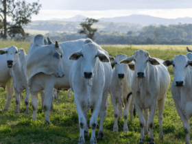 Abertura do mercado de bovinos e bubalinos para reprodução no Gabão