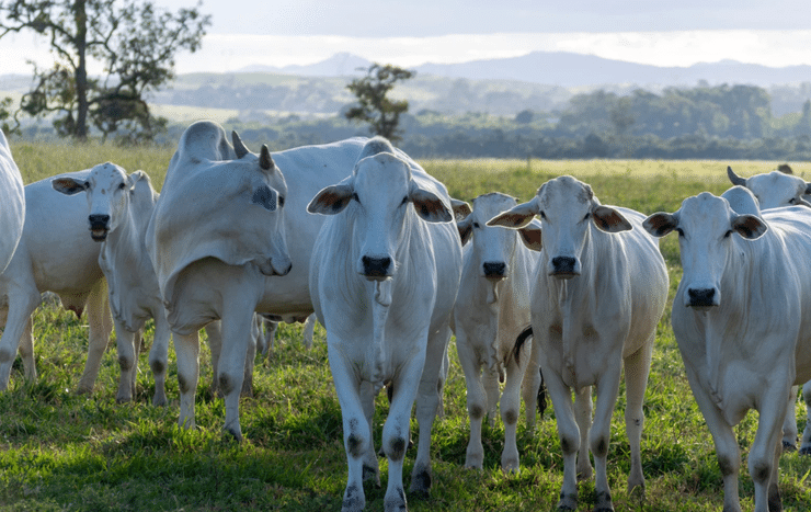 Abertura do mercado de bovinos e bubalinos para reprodução no Gabão