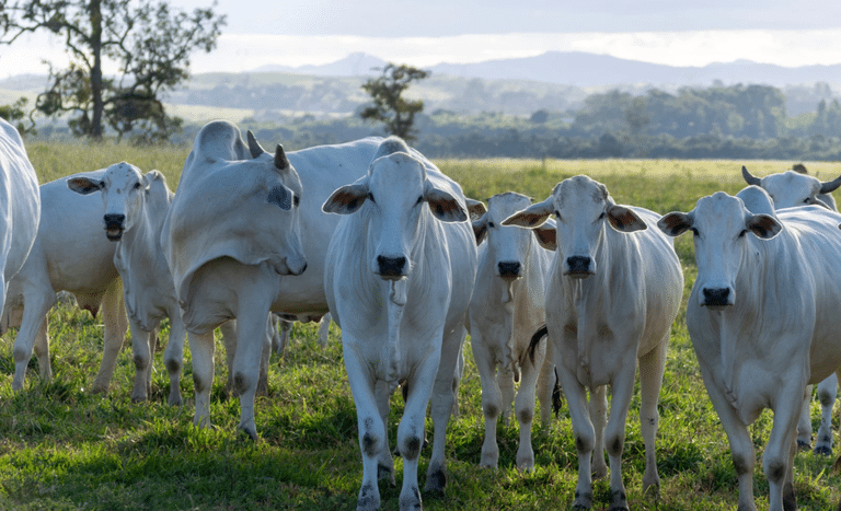 Abertura do mercado de bovinos e bubalinos para reprodução no Gabão