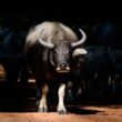 Aftosa Retorna à Alemanha: Impactos e Oportunidades para a Agricultura Europeia