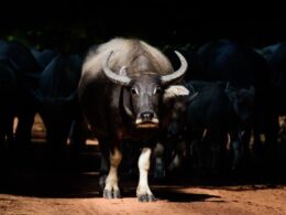 Aftosa Retorna à Alemanha: Impactos e Oportunidades para a Agricultura Europeia