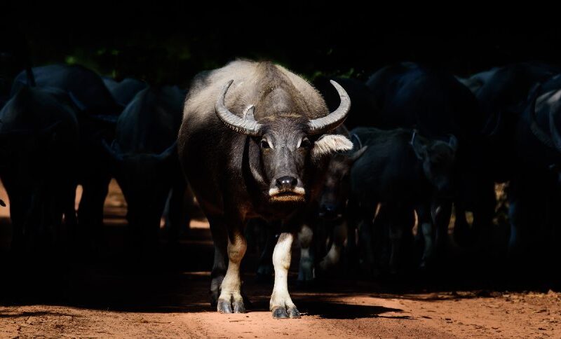 Aftosa Retorna à Alemanha: Impactos e Oportunidades para a Agricultura Europeia