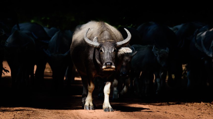 Aftosa Retorna à Alemanha: Impactos e Oportunidades para a Agricultura Europeia