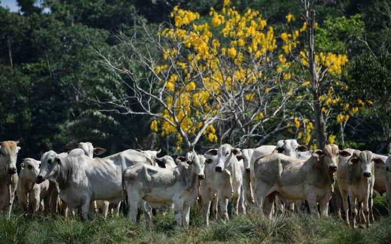 Agronegócio do Ceará planeja implantar frigorífico industrial