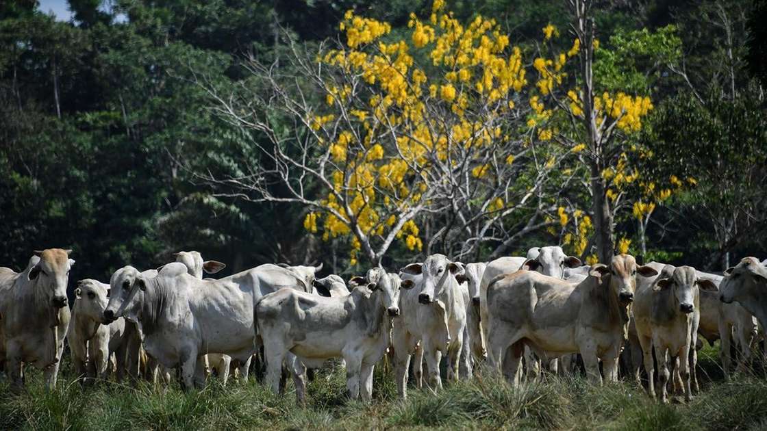 Agronegócio do Ceará planeja implantar frigorífico industrial