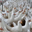 Alerta em Ipumirim: Caso de Influenza Aviária é Descartado! O que Isso Significa para a Saúde Local?