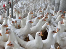 Alerta em Ipumirim: Caso de Influenza Aviária é Descartado! O que Isso Significa para a Saúde Local?