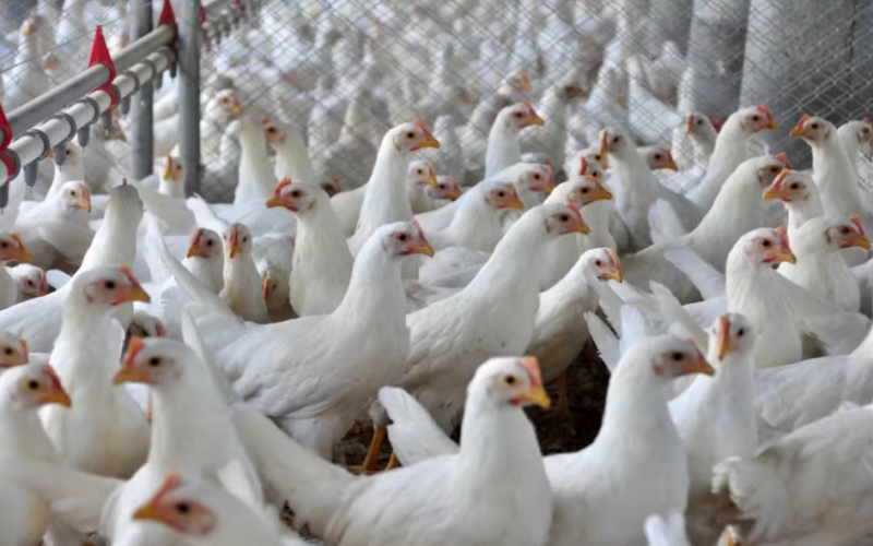 Alerta em Ipumirim: Caso de Influenza Aviária é Descartado! O que Isso Significa para a Saúde Local?
