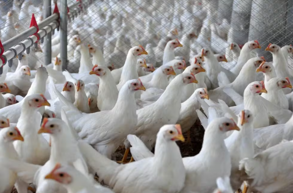 Alerta em Ipumirim: Caso de Influenza Aviária é Descartado! O que Isso Significa para a Saúde Local?