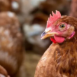 Alerta em Santa Catarina: Influenza Aviária em Aves de Subsistência – Consequências e Oportunidades que Você Não Pode Ignorar!