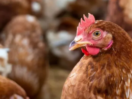 Alerta em Santa Catarina: Influenza Aviária em Aves de Subsistência – Consequências e Oportunidades que Você Não Pode Ignorar!