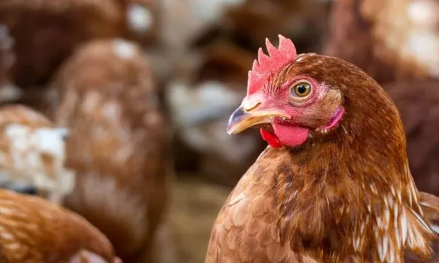 Alerta em Santa Catarina: Influenza Aviária em Aves de Subsistência – Consequências e Oportunidades que Você Não Pode Ignorar!
