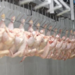 Alta nos Céus: África do Sul e Singapura Reabrem Portas para a Carne de Aves Brasileira!