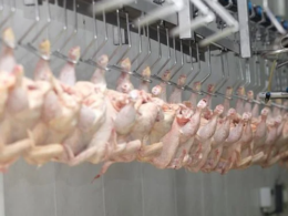 Alta nos Céus: África do Sul e Singapura Reabrem Portas para a Carne de Aves Brasileira!