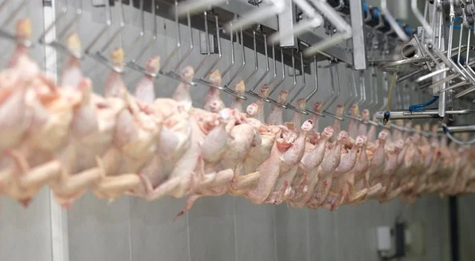 Alta nos Céus: África do Sul e Singapura Reabrem Portas para a Carne de Aves Brasileira!