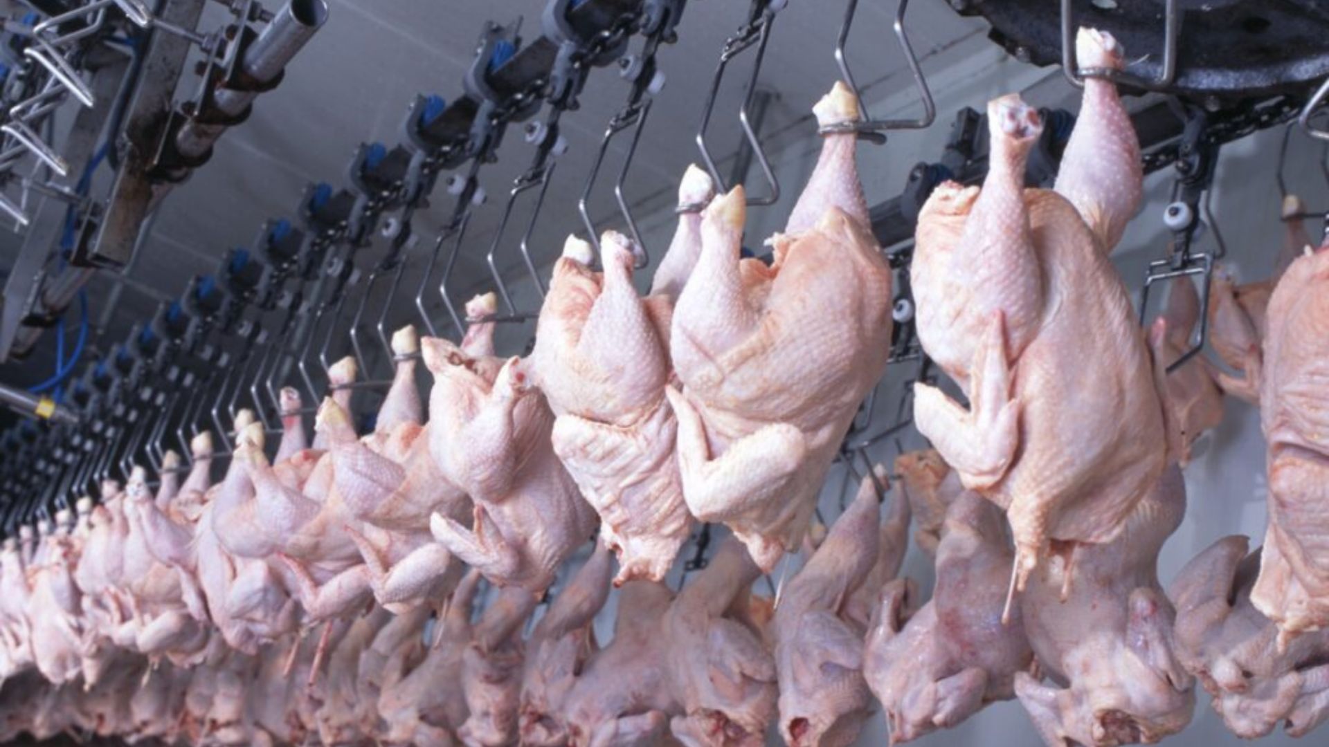 Aumento de 6,5% nas exportações de carne de frango em 2023