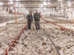 Aurora Coop: R$ 1,4 Bilhão em Inovações que Transformam o Bem-Estar Animal e Elevam a Produção!
