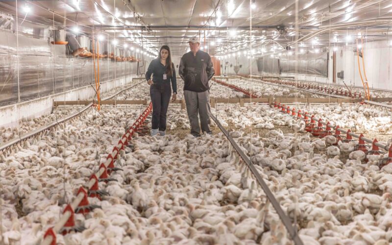Aurora Coop: R$ 1,4 Bilhão em Inovações que Transformam o Bem-Estar Animal e Elevam a Produção!
