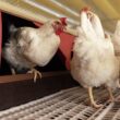 Aurora Coop Revoluciona a Pecuária: Capacitação que Une Bem-Estar Animal e Sustentabilidade! ??