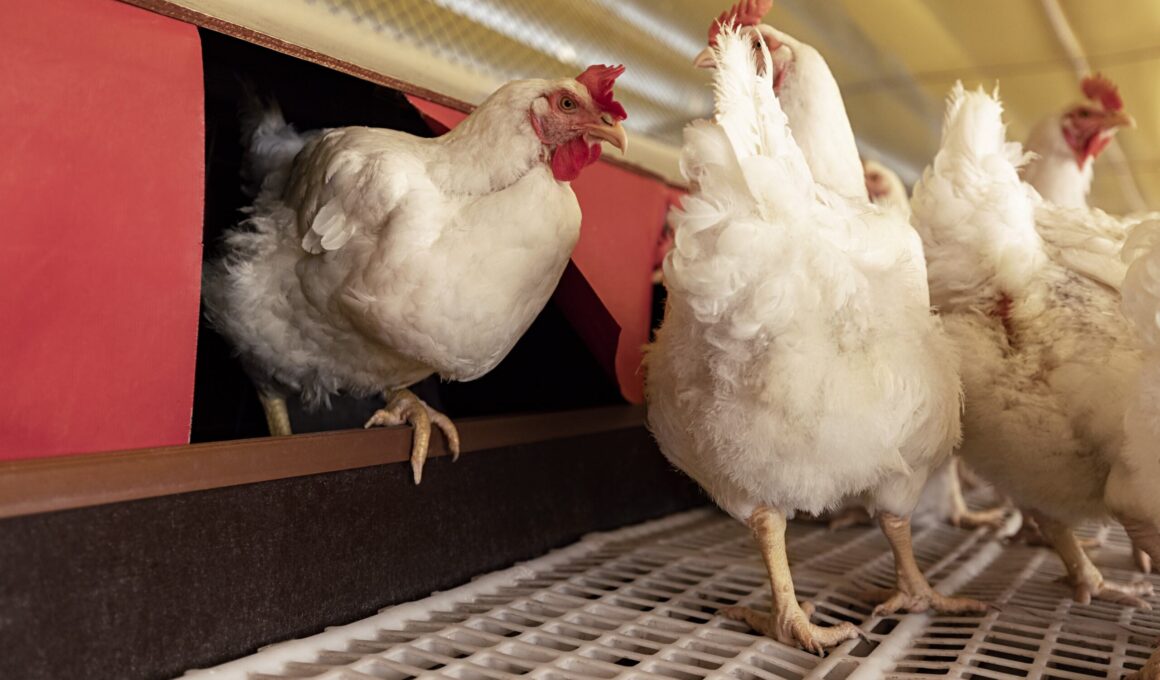 Aurora Coop Revoluciona a Pecuária: Capacitação que Une Bem-Estar Animal e Sustentabilidade! ??