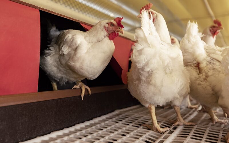 Aurora Coop Revoluciona a Pecuária: Capacitação que Une Bem-Estar Animal e Sustentabilidade! ??