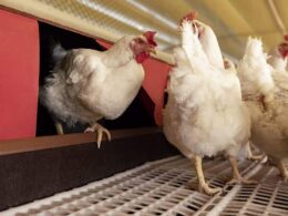 Aurora Coop Revoluciona o Cuidado Animal: Conheça os Segredos para uma Produção Sustentável e Ética!