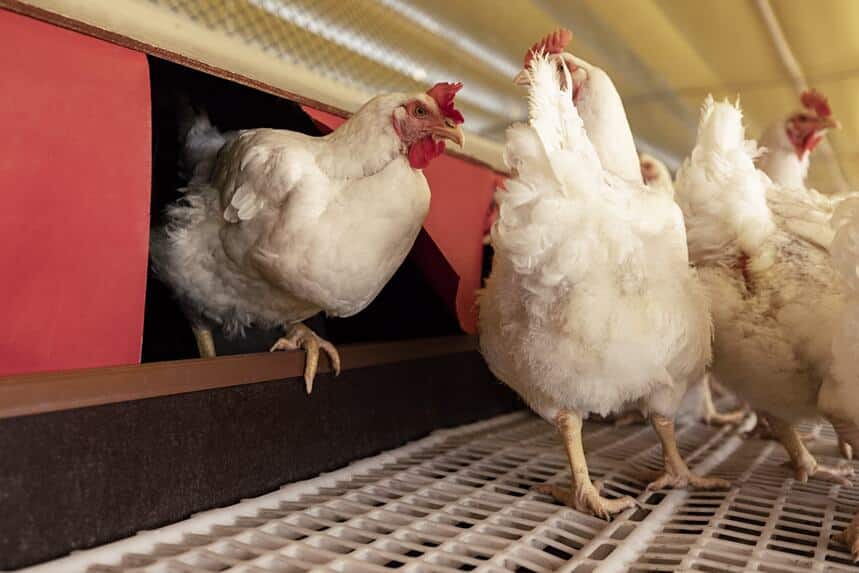 Aurora Coop Revoluciona o Cuidado Animal: Conheça os Segredos para uma Produção Sustentável e Ética!