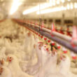 Aves Silvestres e Influenza: Como a Educação Pode Proteger a Comunidade e Preservar a Natureza