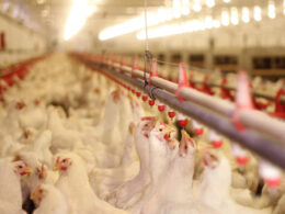 Aves Silvestres e Influenza: Como a Educação Pode Proteger a Comunidade e Preservar a Natureza