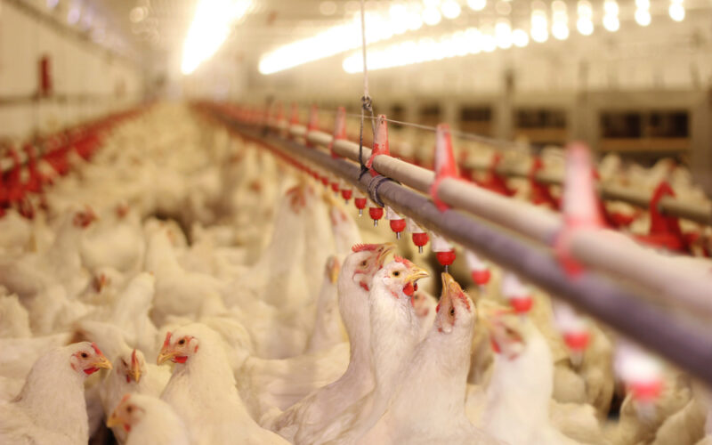 Aves Silvestres e Influenza: Como a Educação Pode Proteger a Comunidade e Preservar a Natureza