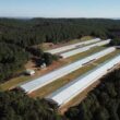 Aviagen América Latina expande atuação no Brasil: o impacto da nova granja em Santa Catarina para o setor avícola