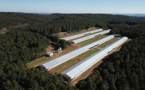 Aviagen América Latina expande atuação no Brasil: o impacto da nova granja em Santa Catarina para o setor avícola