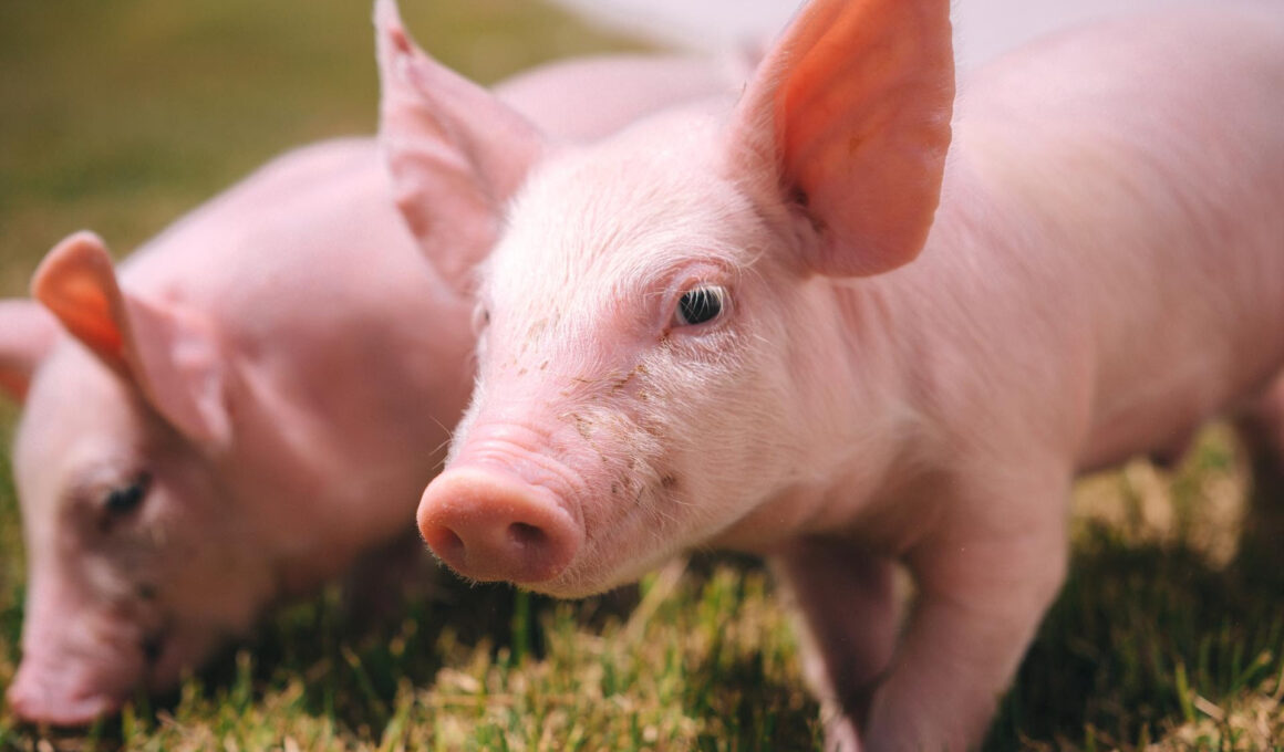 Biosseguridade: Como a Frimesa Está Transformando o Futuro da Indústria da Carne!