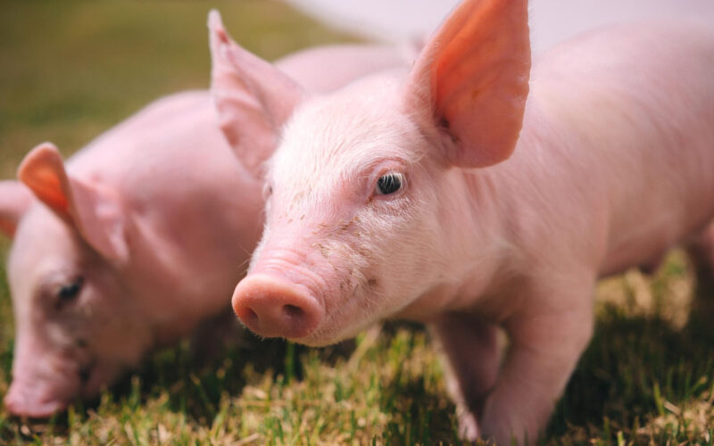 Biosseguridade: Como a Frimesa Está Transformando o Futuro da Indústria da Carne!