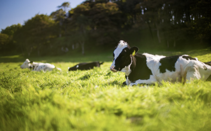 Brasil Alcança Marco Histórico: Livre de Febre Aftosa sem Vacinação – O Impulso Que o Agro Precisava!