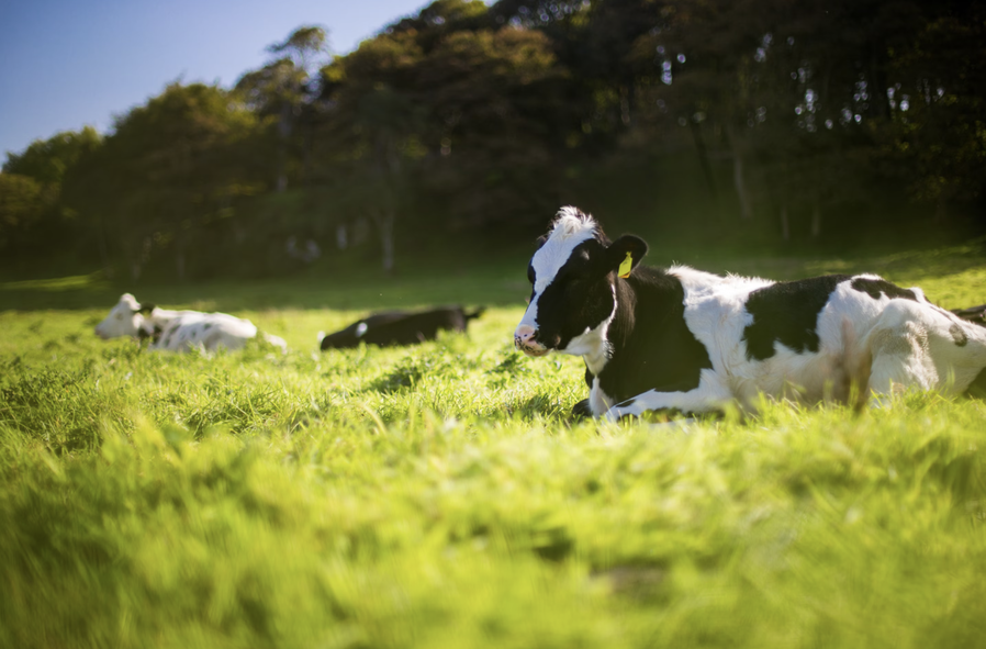 Brasil Alcança Marco Histórico: Livre de Febre Aftosa sem Vacinação – O Impulso Que o Agro Precisava!