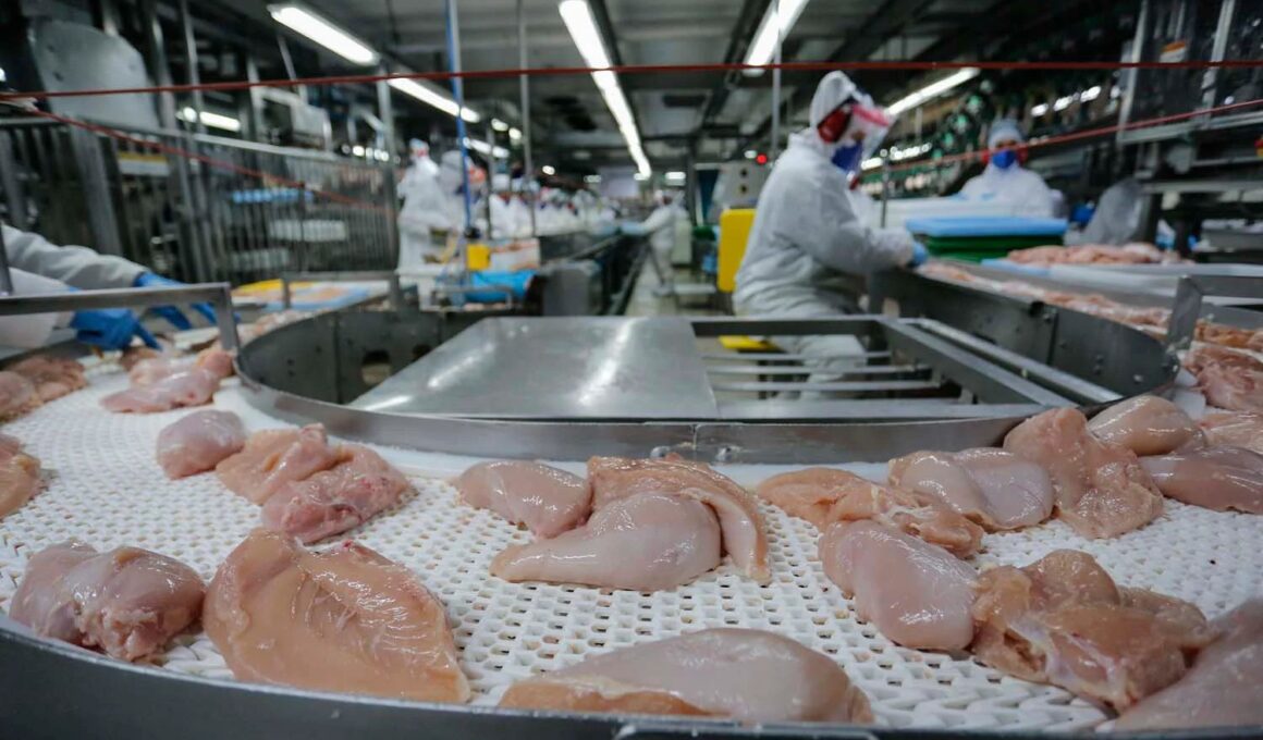 Brasil Conquista o Mercado Árabe: Quase US$ 1 Bilhão em Exportações de Carne Frango!