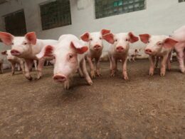 Brasil Leva Sabor ao Peru: Novas Plantas de Carne Suína Abertas pela ABPA Transformam o Mercado!