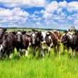 Brasil Quebra Recordes: EUA e México Batem Recorde na Importação de Carne Bovina Brasileira em Abril/25!