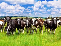 Brasil Quebra Recordes: EUA e México Batem Recorde na Importação de Carne Bovina Brasileira em Abril/25!